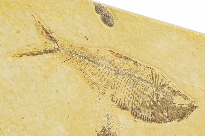 Detailed Fossil Fish (Diplomystus) - Wyoming #329548
